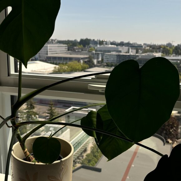 Textured Flower/Plant Pot - Picture 3 of 3